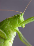 Katydid