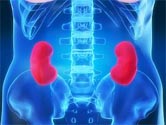 Proteins found in garden pea may help fight high BP, kidney disease