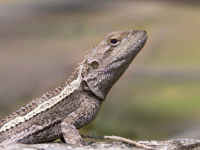 Lizards Do "Push Ups" to get Their Neighbor’s Attention