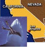 Shark kills triathlete swimmer in Southern California