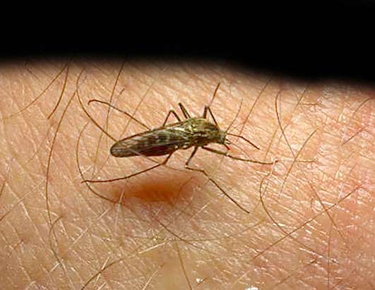Facts and figures on malaria