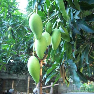 Mango Production Soars In Haryana