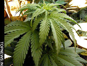 Marijuana can help in fighting Alzheimer’s
