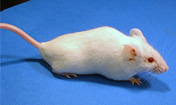 Mice study shows child neglect is a product of both nature and nurture
