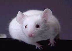 Mice