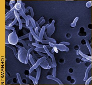 Microbes in coastal mudflats can clean up oil spill chemicals