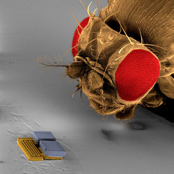 MEMS microbots take the centre-stage