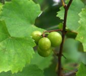 Muscadine Grapes