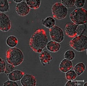 Nanoprobes effective in delivering cancer drugs