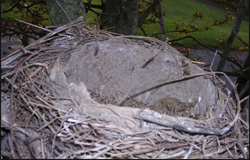 Empty Nest Syndrome