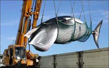 Norwegian whalers catch first minke whales in 2008 whaling season