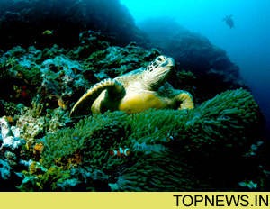 Scientists solve origin of ocean’s mysterious ‘green glow’