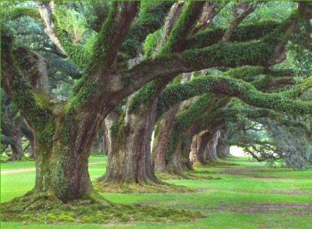 Older trees grow faster and store more carbon than younger ones