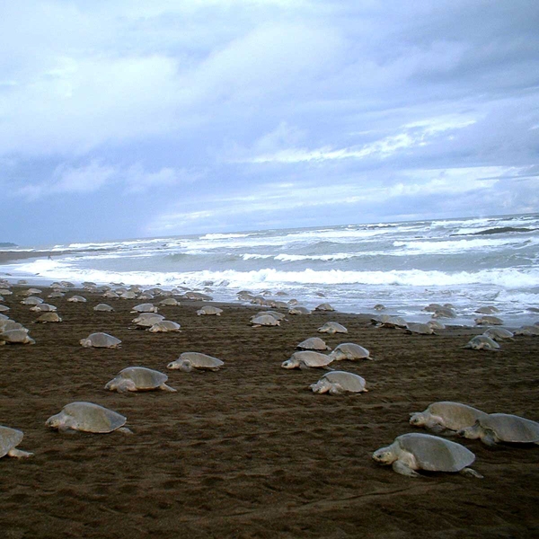 OliveRidleysea-Turtles