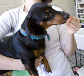 The pet dog that carries shopping bags for owner!