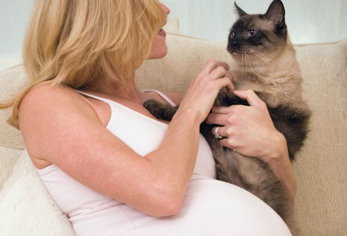 Pet owners might face risk of TB