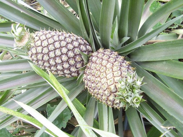 Staggering technique benefits pineapple growers in Tripura