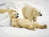 Death watch for oldest known polar bear