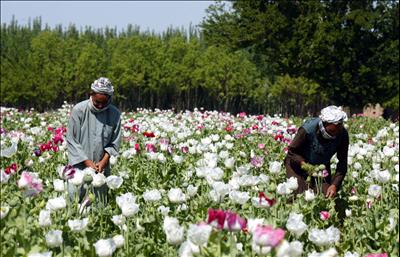 Poppy Cultivation
