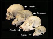 North America's oldest known primate discovered