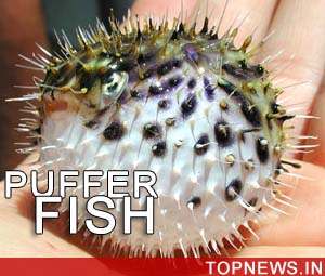 Malaysian fisherman dies after eating puffer fish