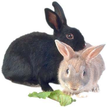 Trouble on school grounds multiplied by Rabbits