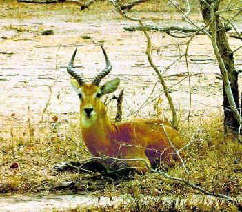 Ranchi Deer Park Ranchi Deer Park