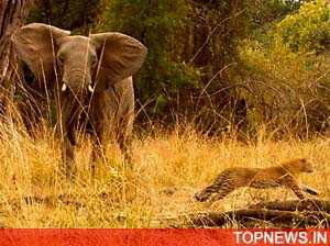 Real-life African Mowgli cuddles elephants, leopards, ostriches