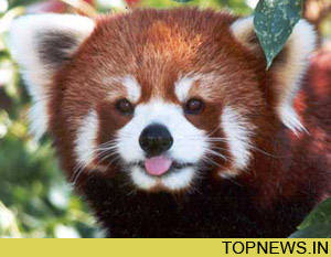 Red Panda''s artificial sweet tooth revealed