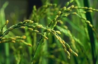 IRRI gets 11 million dollars for developing high-yield rice
