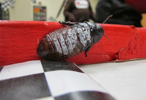 Wisconsin firm organises annual ‘Running of the Roaches’ event