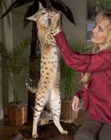Savannah cat is world’s tallest feline at 17.1 inches!