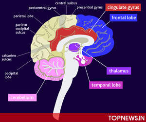 Why schizophrenics have abnormal electrical waves in their brains