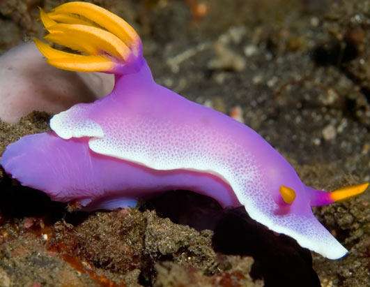 Sea-slugs