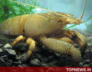Meet the shrimp that shouts louder than a gunshot!