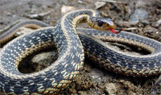 Snakes