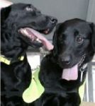 Sniffing Dogs