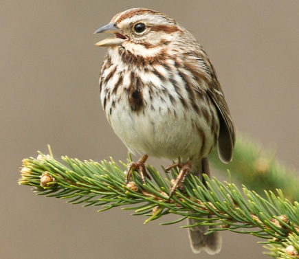 Song-sparrows