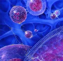 Scientists Explore Stem Cell Treatments for Cardiac Damage