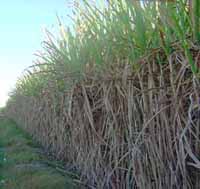 Sugar Cane