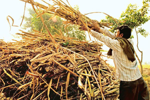 Uttar Pradesh sugarcane farmers intensify agitation