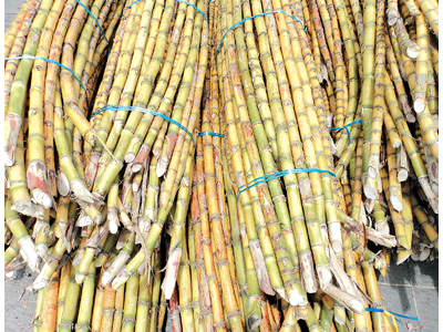 Karnataka fixes sugarcane price at Rs 2,500 a tonne