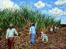 Uttar Pradesh Hikes Cane Price 