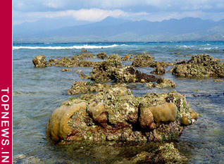 ‘Super reefs’ near East Africa can fend off climate change