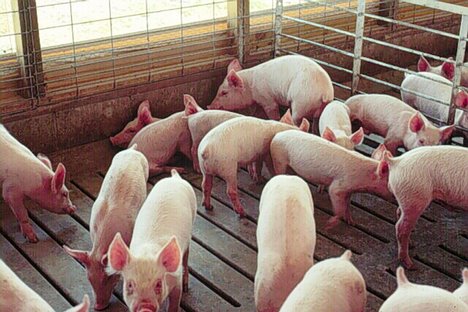 Swine Flu Swine Flu