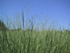 Switchgrass could be used to produce biomass efficiently
