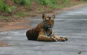 Tiger poisoned at Nagarahole National Park