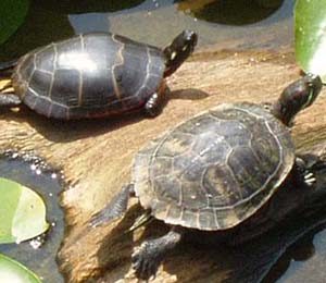 Turtles can change color like chameleons to deceive predators