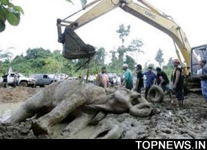 Tusker rescued from a deep muddy swamp after 24 hours in Kochi
