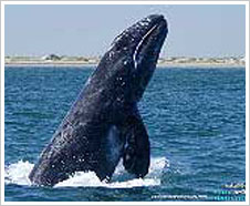 Whales ahoy! South Africa's Hermanus has its very own whale crier
